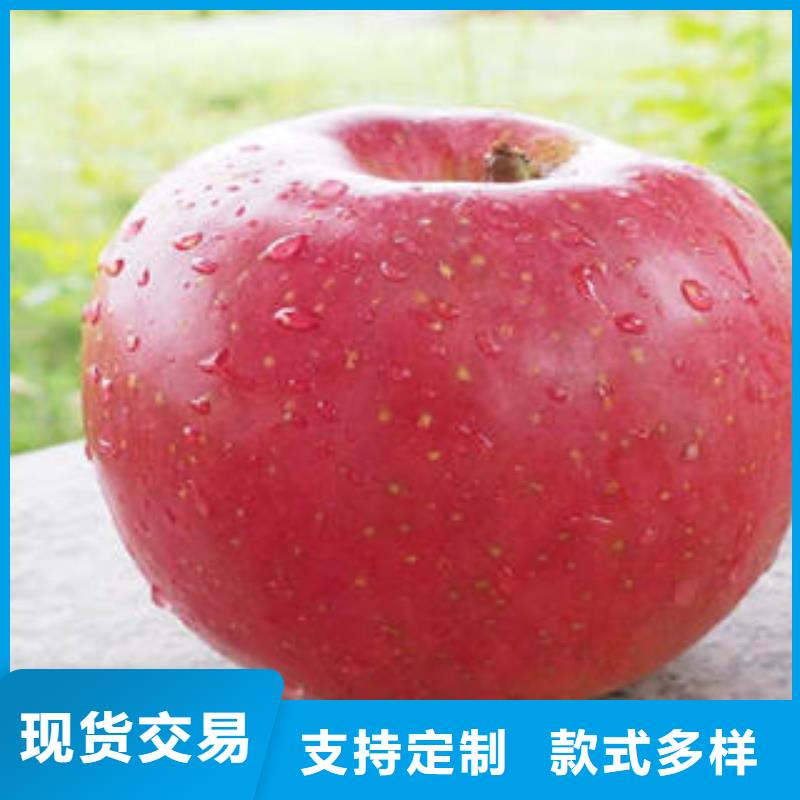 红富士苹果苹果种植基地质量三包