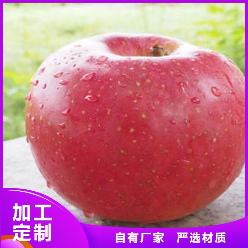 红富士苹果嘎啦果供您所需