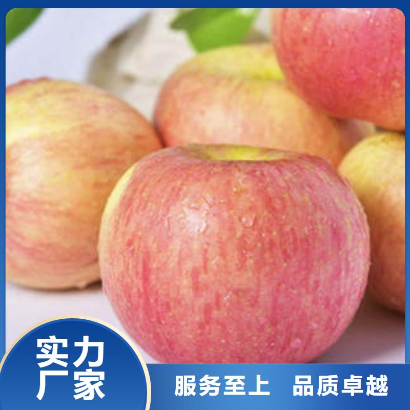 红富士苹果苹果种植基地质量三包