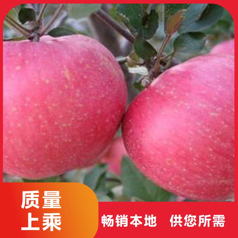 红富士苹果嘎啦苹果制造生产销售