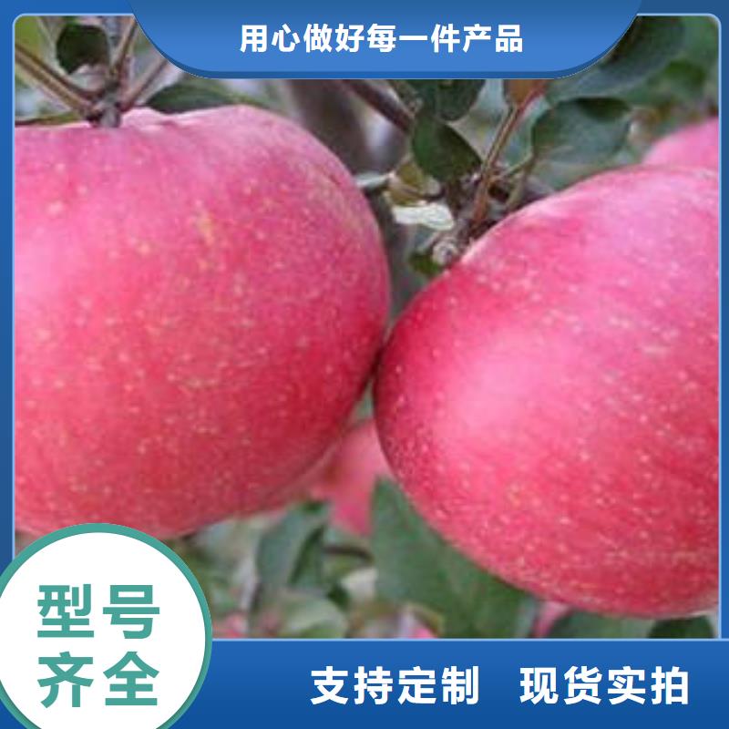 红富士苹果苹果种植基地货到付款