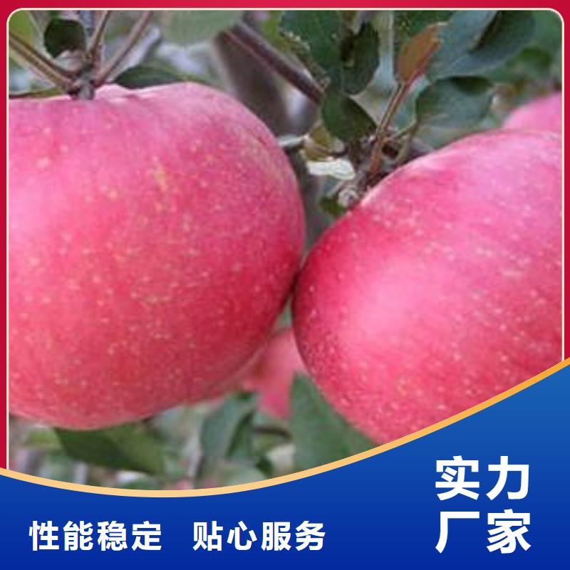 【红富士苹果】 嘎啦苹果保障产品质量