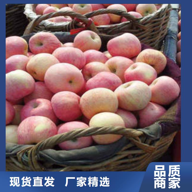 苹果种植基地视频-苹果种植基地-江苏省南通市【本土】经销商-崇川|如东|连云港|淮安|宿迁|南京|无锡