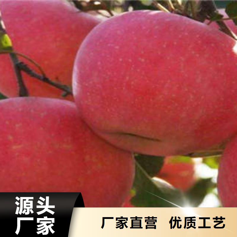 红富士苹果红富士苹果产地产地厂家直销