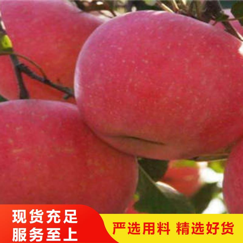 红富士苹果苹果种植基地货到付款