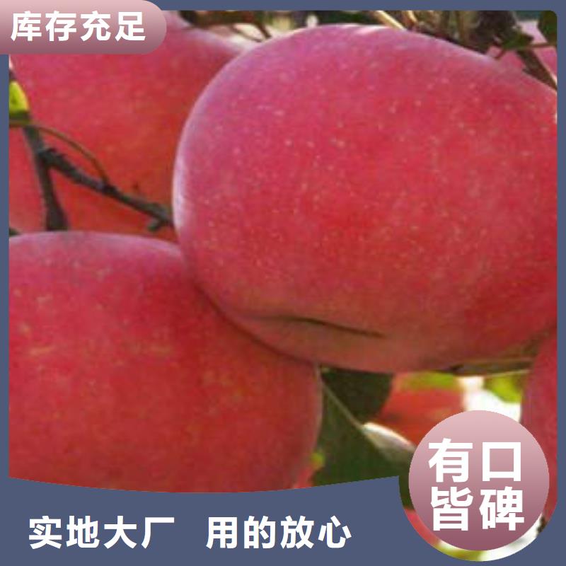 红富士苹果_【红富士苹果产地】厂家直销心钱覆盖范围含|海安|启东|南京|泰州|苏州|镇江|宿迁