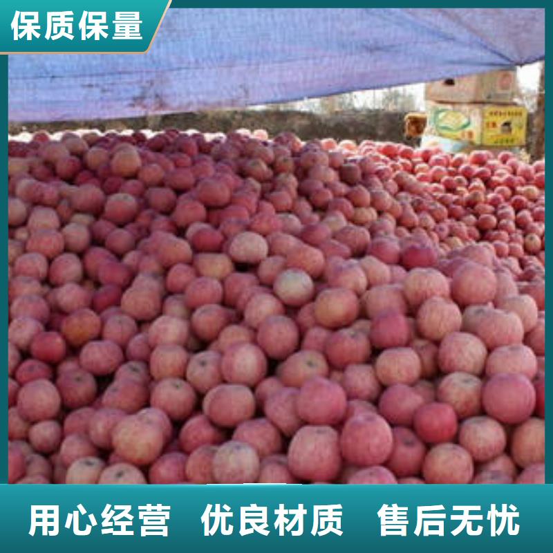 红富士苹果苹果种植基地量大从优