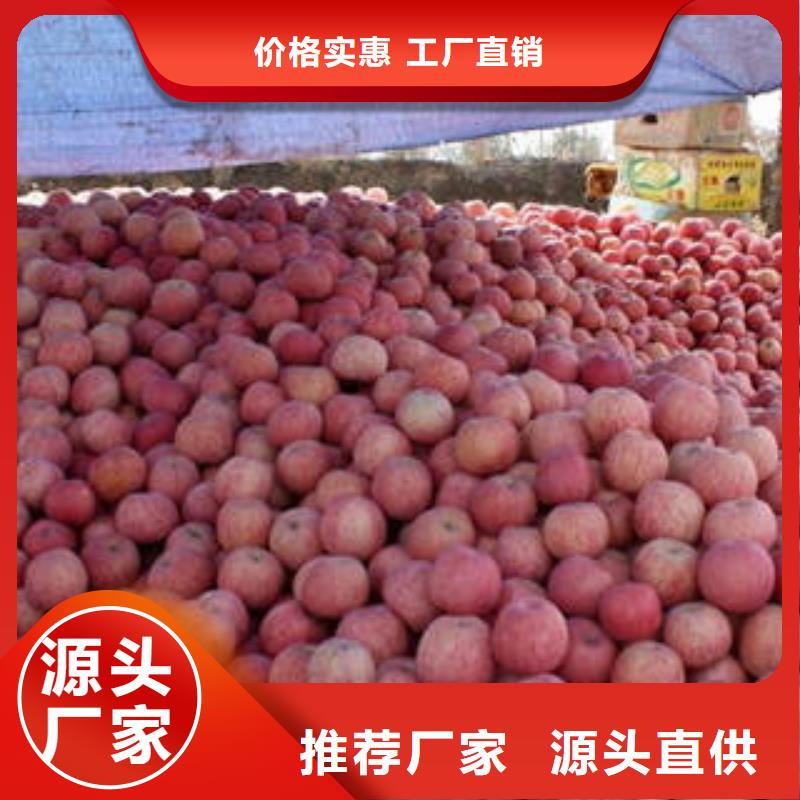 红富士苹果_【红富士苹果产地】厂家直销心钱覆盖范围含|海安|启东|南京|泰州|苏州|镇江|宿迁