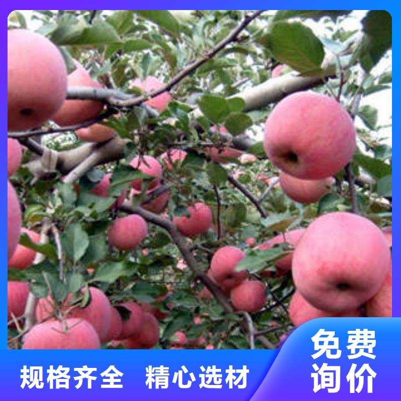 红富士苹果,苹果海量现货直销