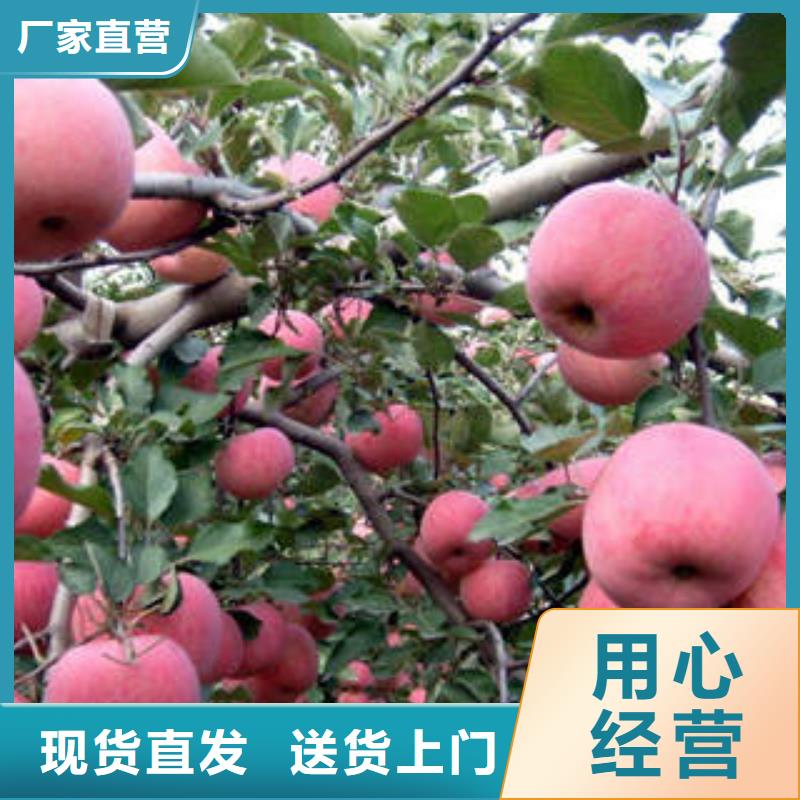 苹果种植基地视频-苹果种植基地-江苏省南通市【本土】经销商-崇川|如东|连云港|淮安|宿迁|南京|无锡