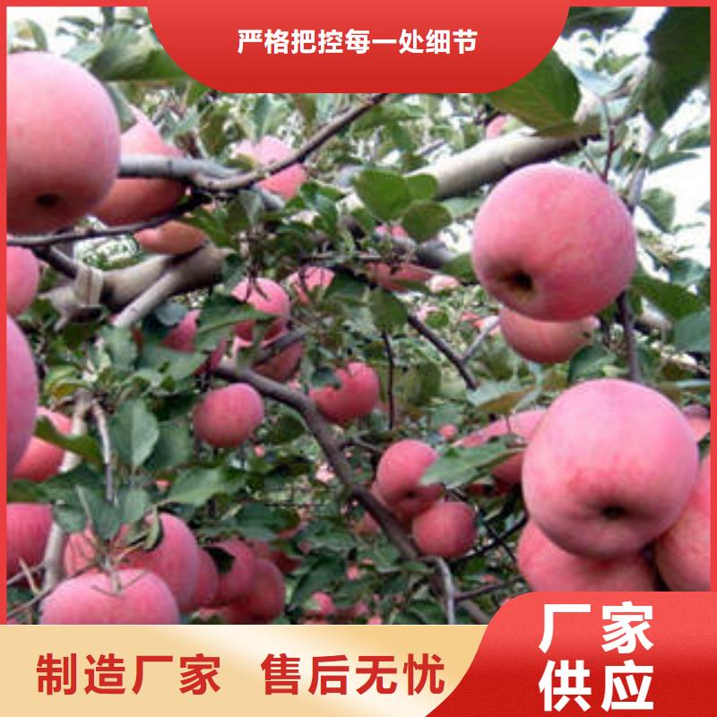 红富士苹果专注生产制造多年