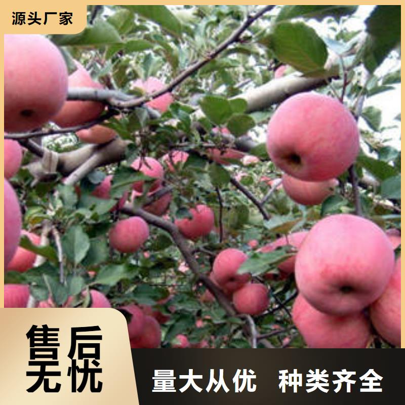 红富士苹果嘎啦果优选厂家