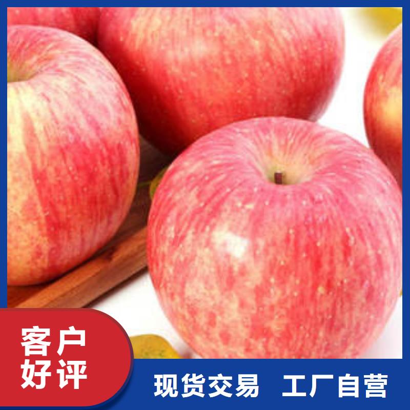 红富士苹果-苹果种植基地一手货源源头厂家