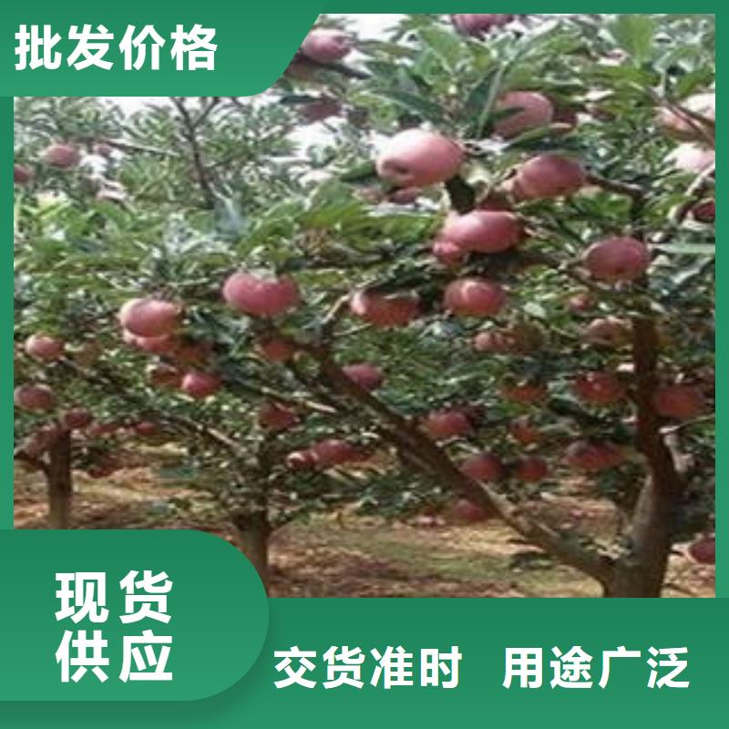 红富士苹果苹果种植基地货到付款