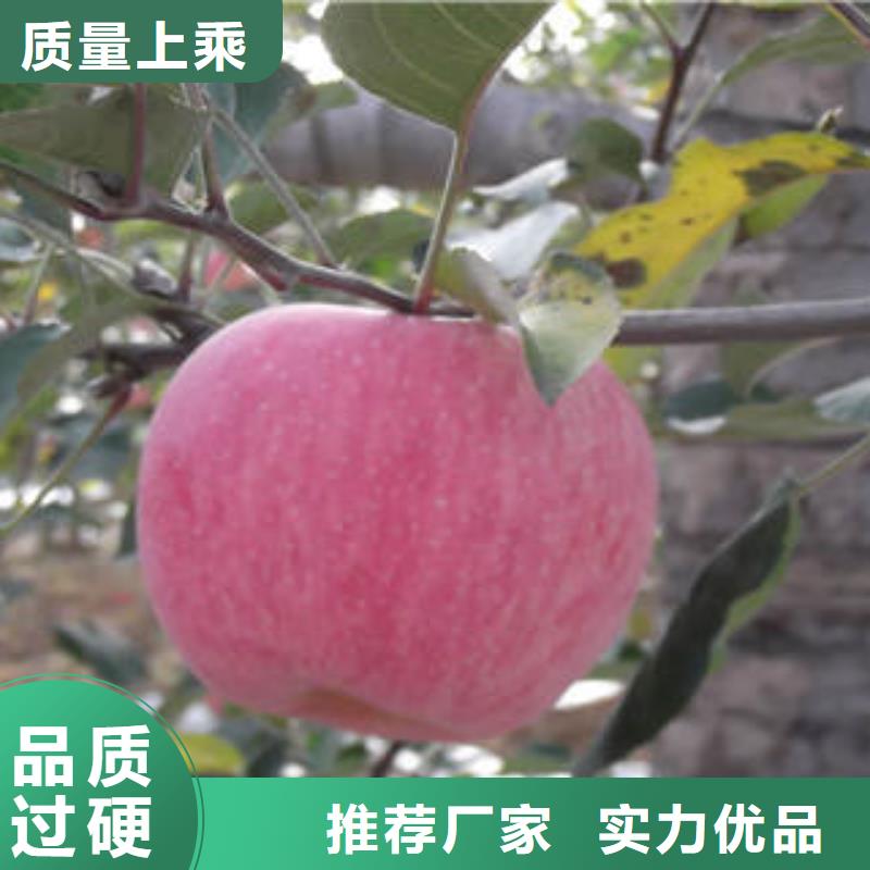 红富士苹果苹果用心做好细节