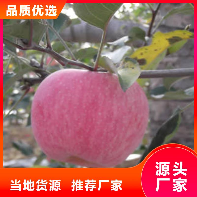 红富士苹果红富士苹果批发选择大厂家省事省心
