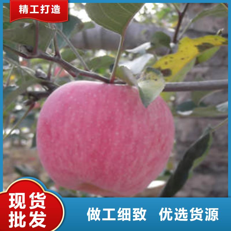 红富士苹果嘎啦苹果源厂定制