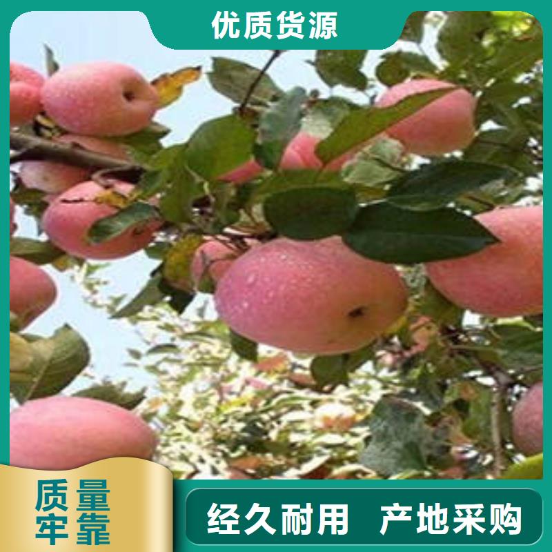 红富士苹果-苹果种植基地为您提供一站式采购服务
