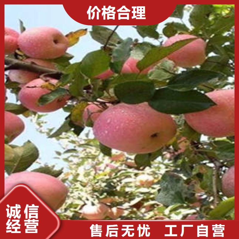 红富士苹果红富士苹果批发品质做服务