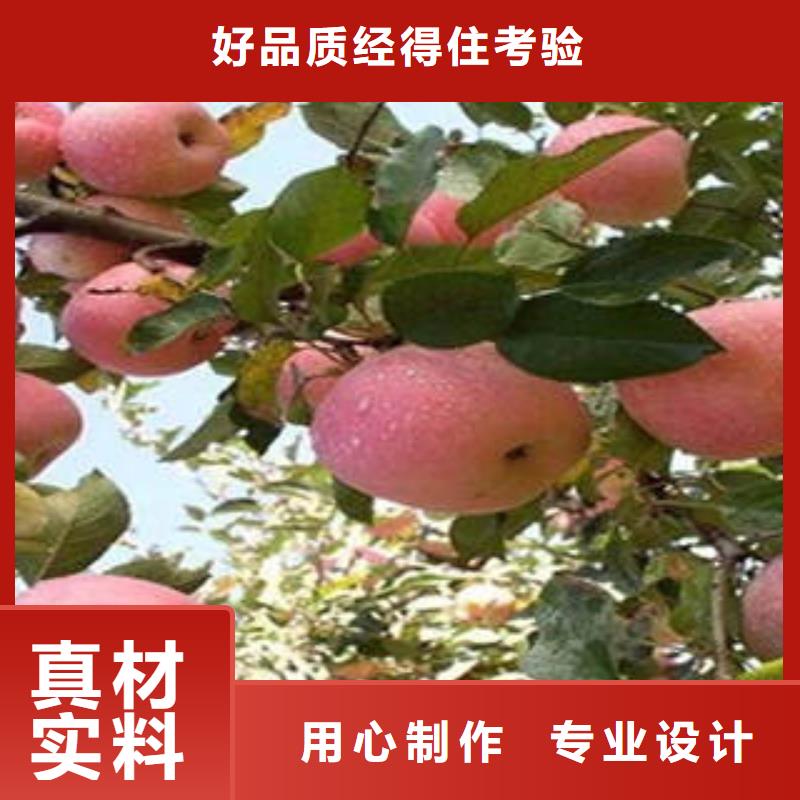 红富士苹果苹果种植基地品质之选