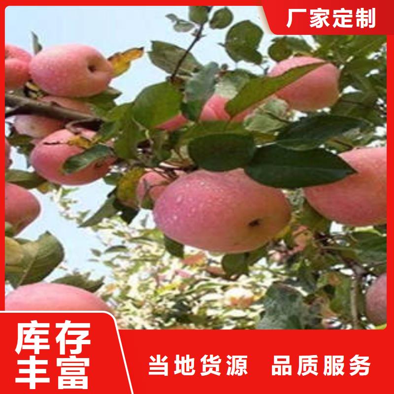 红富士苹果苹果种植基地厂家直销值得选择