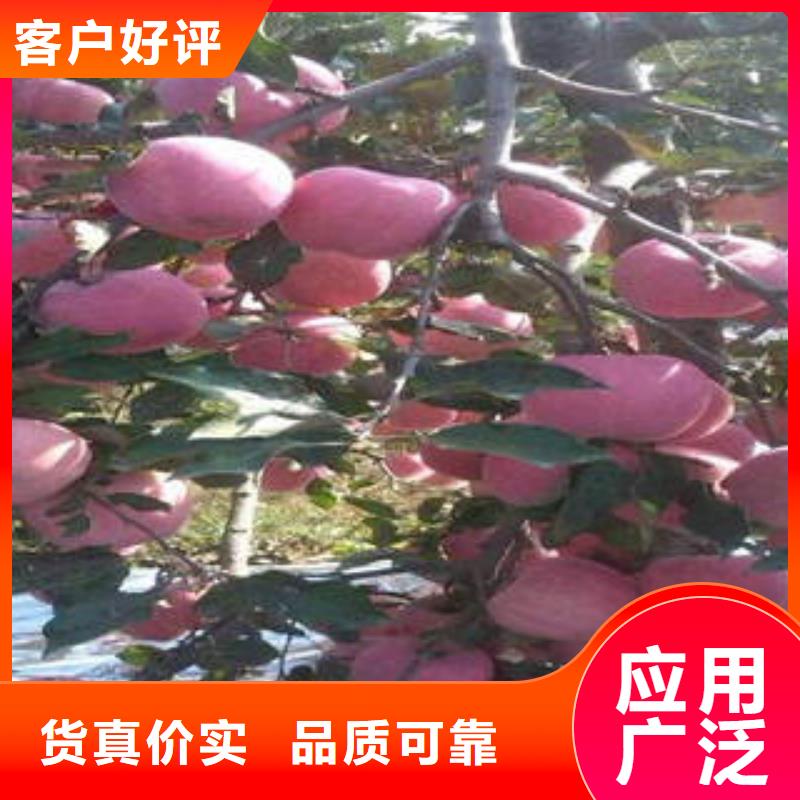 红富士苹果嘎啦苹果厂家实力雄厚