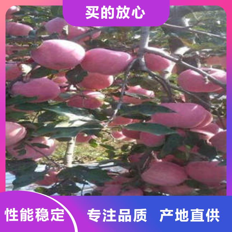 红富士苹果质检合格发货