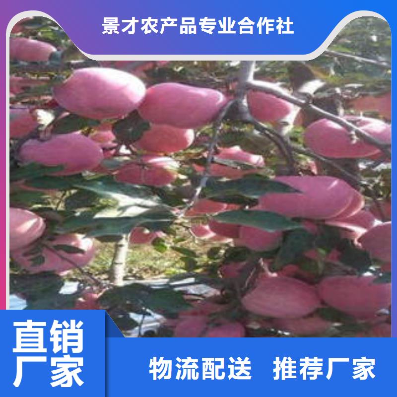 红富士苹果质检合格出厂
