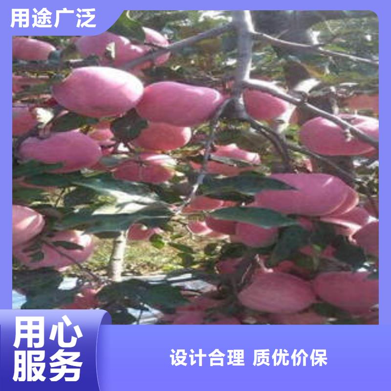 【红富士苹果】 嘎啦苹果保障产品质量