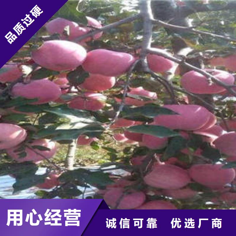 红富士苹果苹果种植基地质量三包