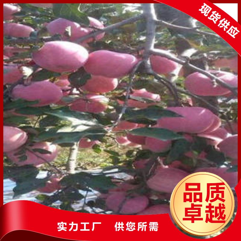 红富士苹果苹果种植基地品质之选