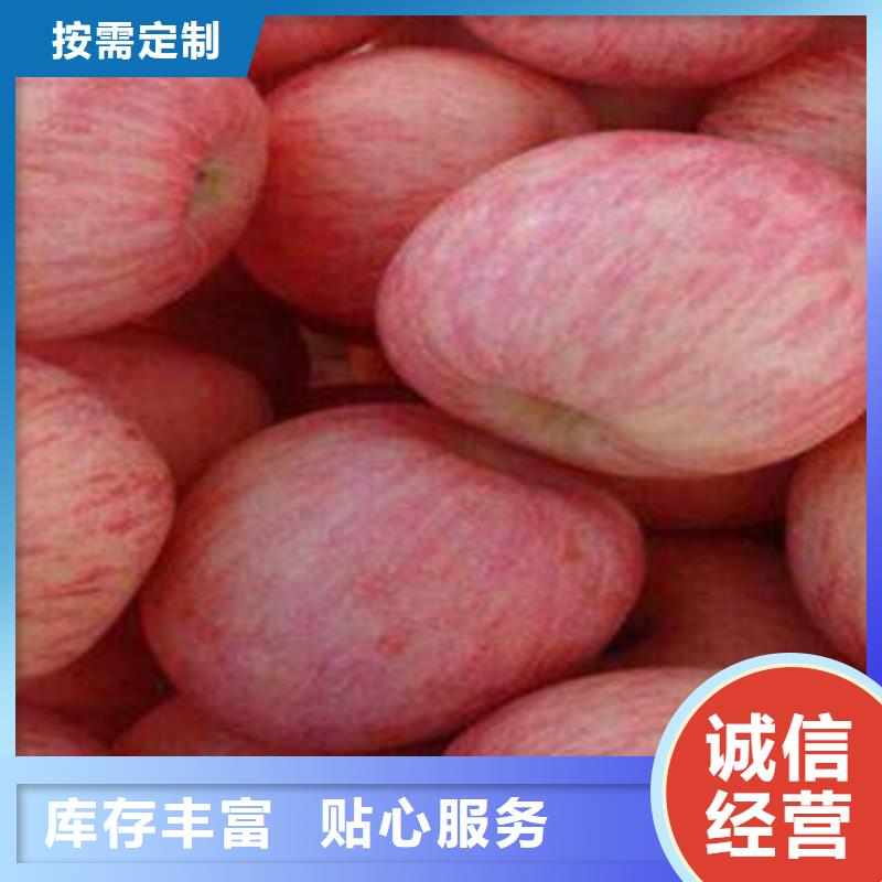 红富士苹果-嘎啦苹果供您所需