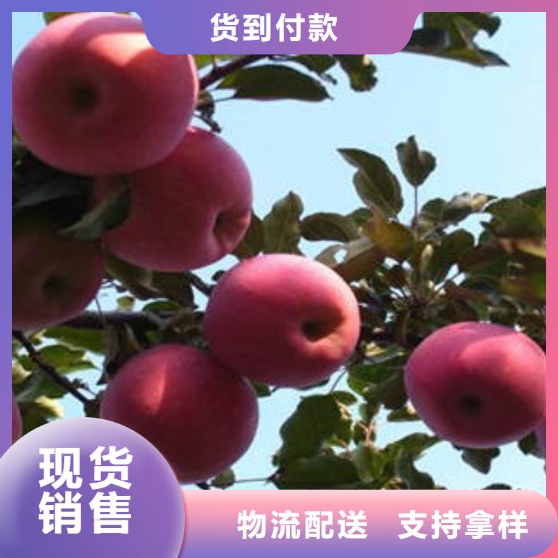 【红富士苹果】 嘎啦苹果保障产品质量