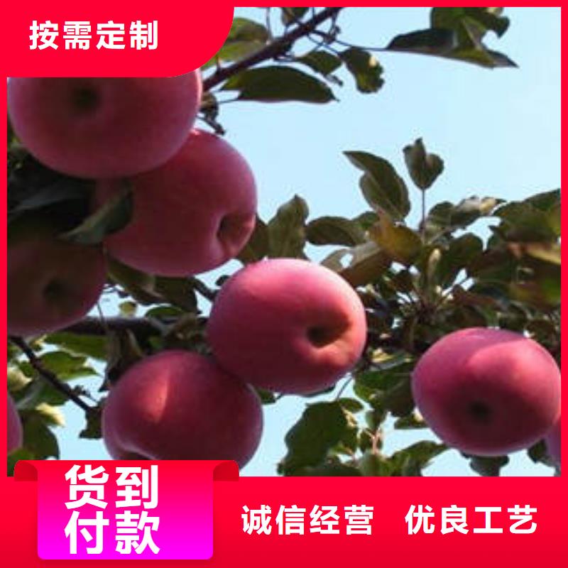 红富士苹果-苹果批发生产经验丰富