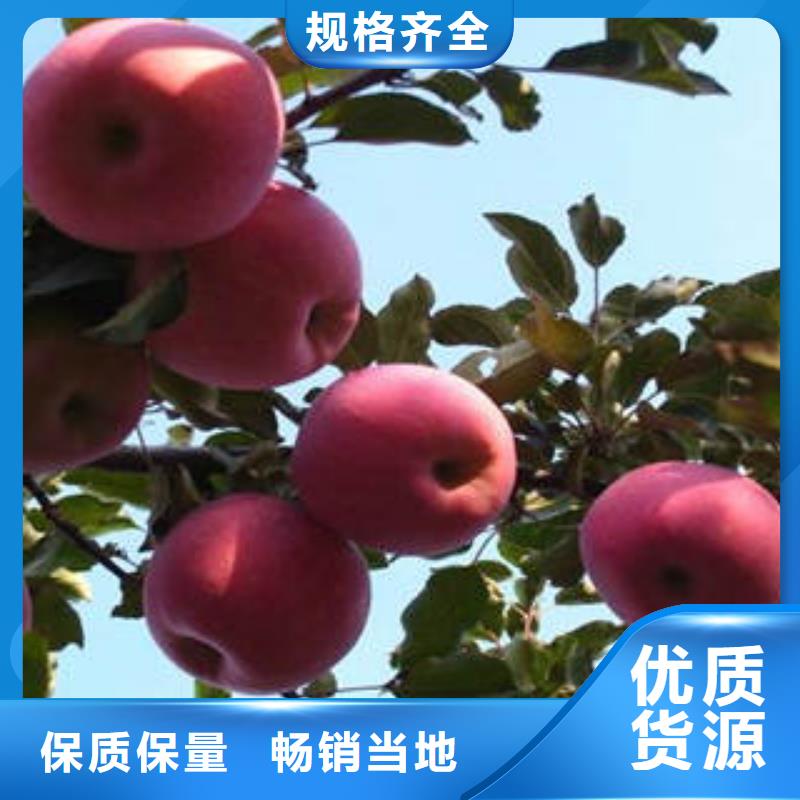 红富士苹果支持拿样