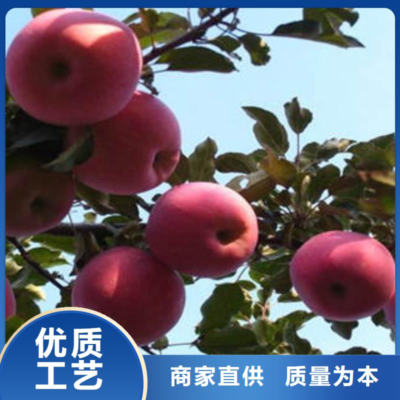 红富士苹果,苹果批发产地工厂