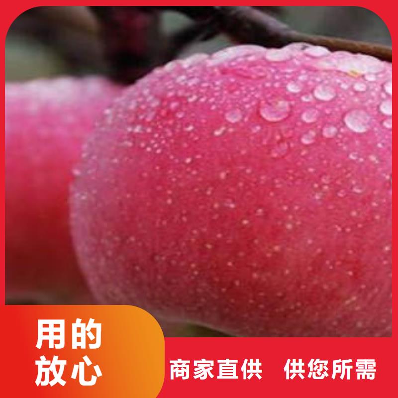 红富士苹果红富士苹果批发选择大厂家省事省心
