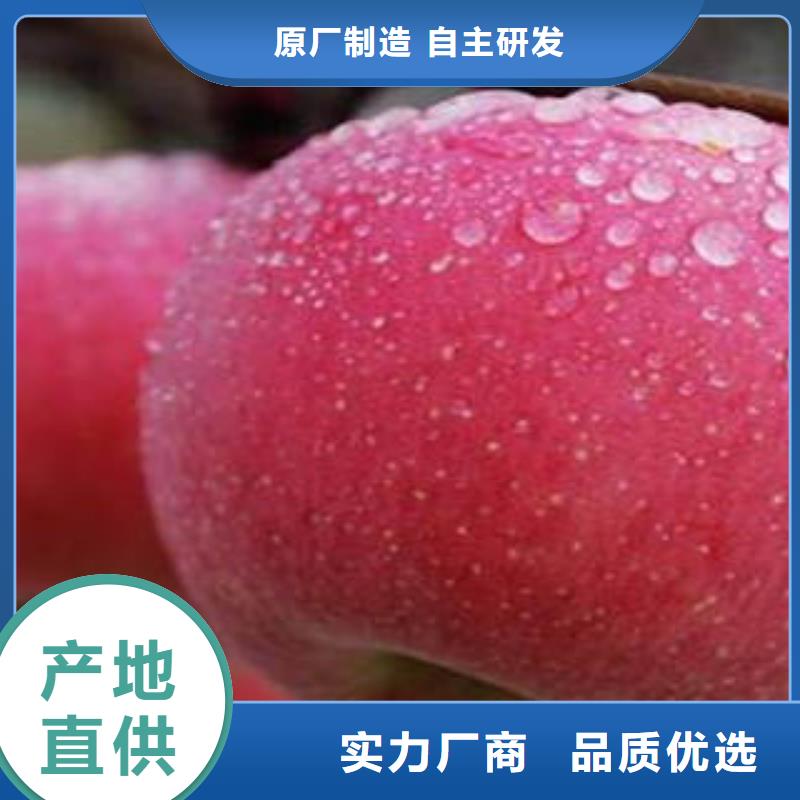 【 红富士苹果质保一年】景才苹果种植基地