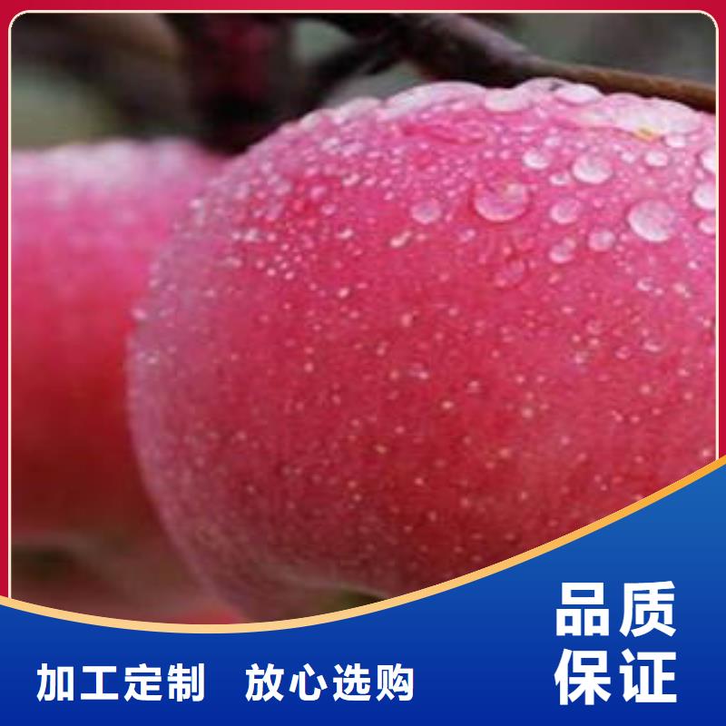 红富士苹果苹果种植基地货到付款