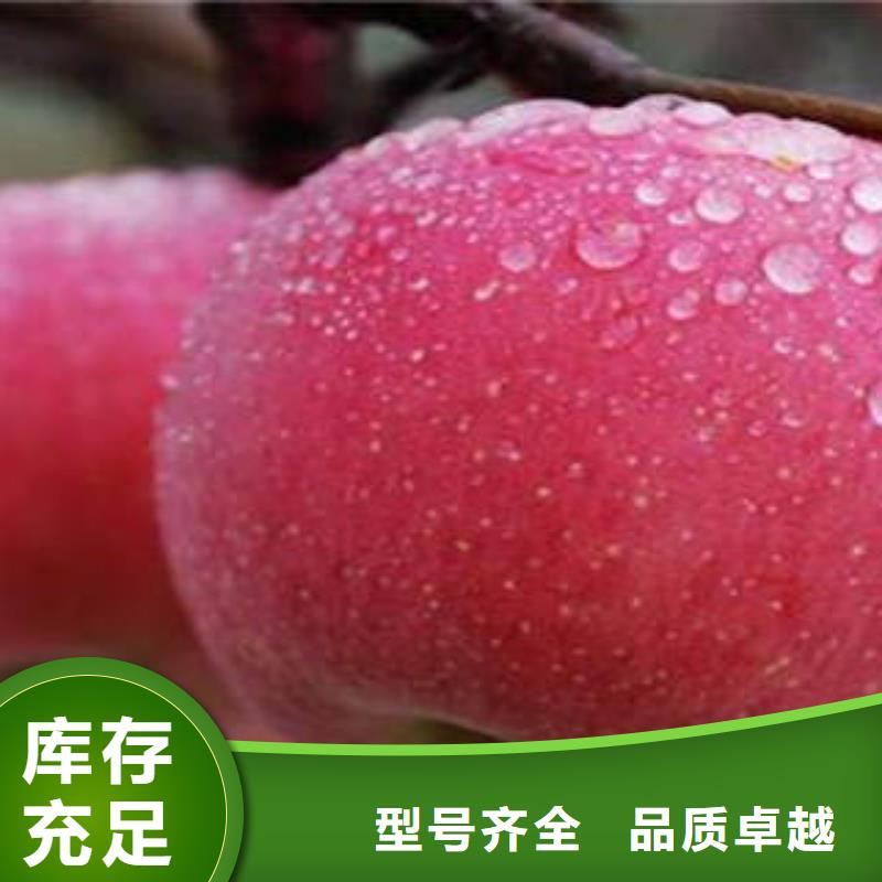 红富士苹果嘎啦果供您所需