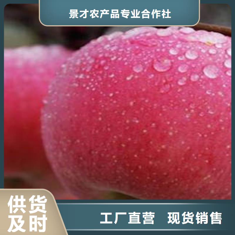 红富士苹果苹果种植基地质量三包