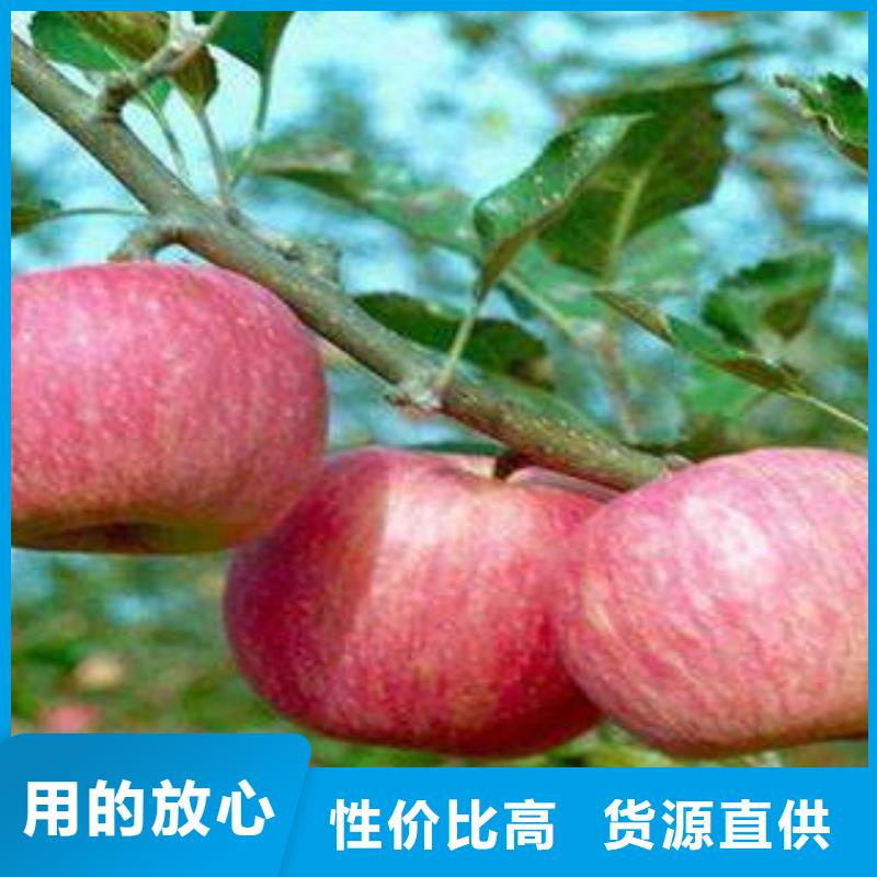 红富士苹果-嘎啦苹果供您所需