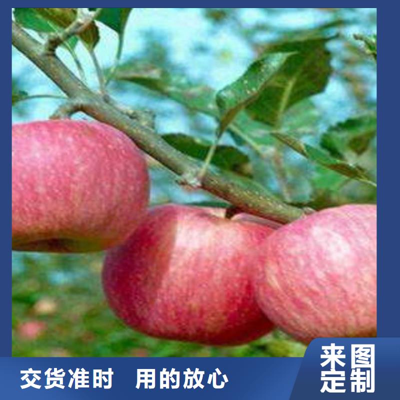 红富士苹果苹果种植基地厂家直销值得选择