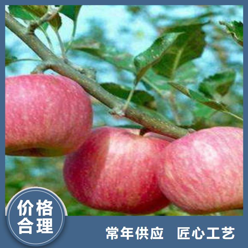【红富士苹果】 嘎啦苹果保障产品质量