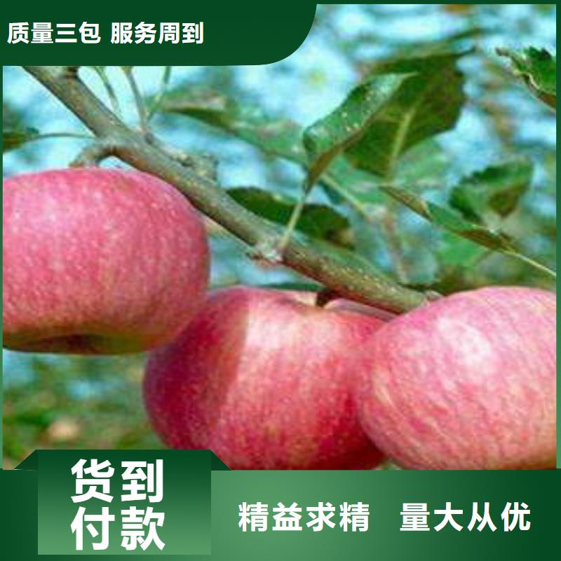 红富士苹果红富士苹果产地产地厂家直销