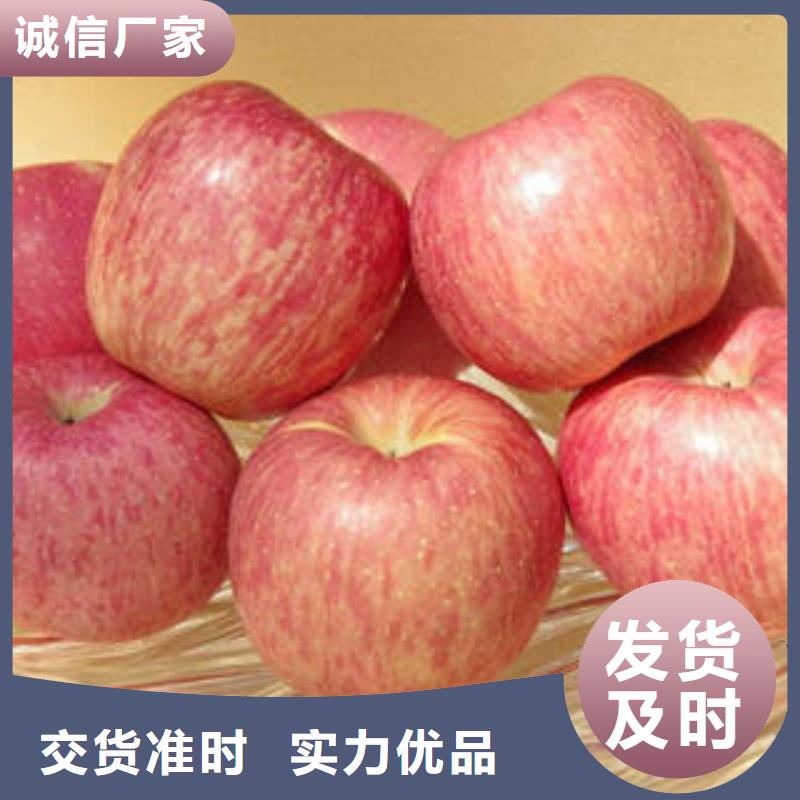 红富士苹果苹果种植基地品质之选