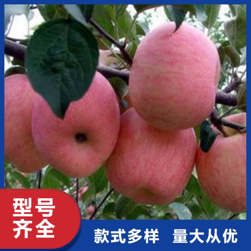 红富士苹果嘎啦苹果制造生产销售