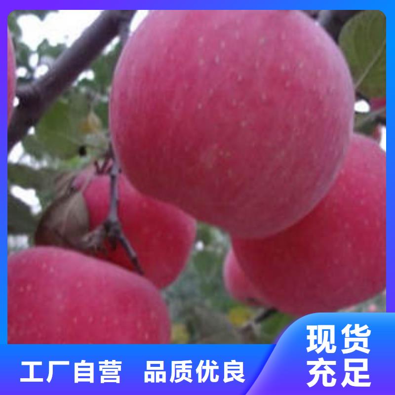 红富士苹果_【红富士苹果产地】厂家直销心钱覆盖范围含|海安|启东|南京|泰州|苏州|镇江|宿迁