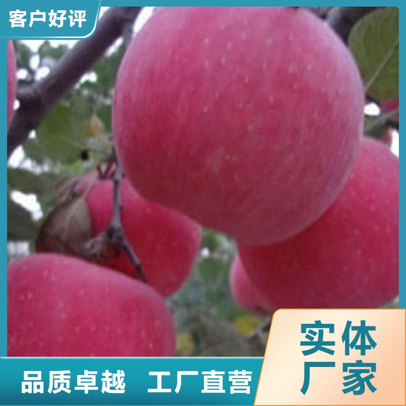 红富士苹果苹果种植基地品质之选