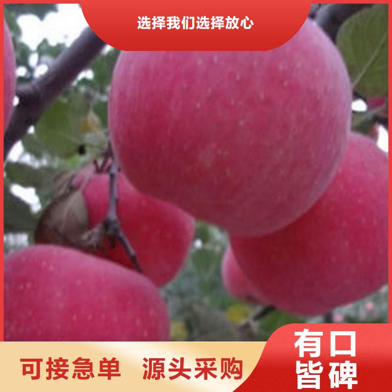 红富士苹果-嘎啦苹果供您所需